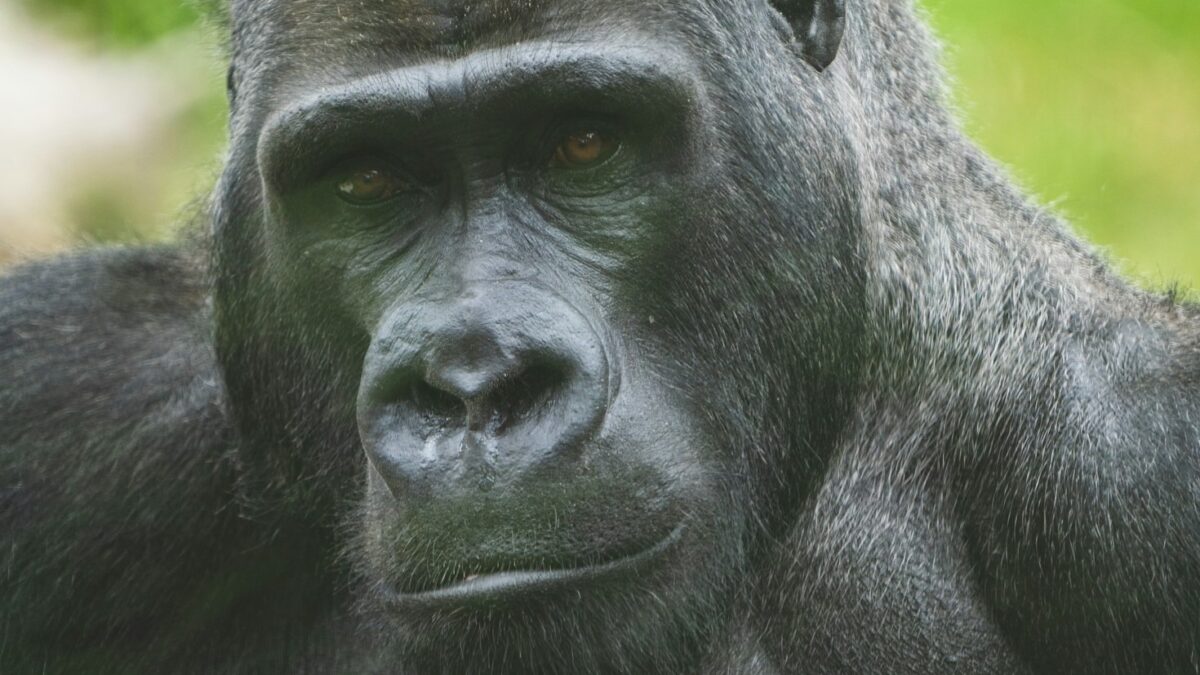 3 Days Luxury Uganda Gorilla Trekking