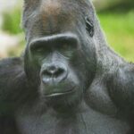 3 Days Luxury Uganda Gorilla Trekking