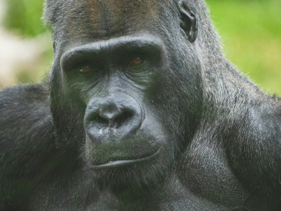 3 Days Luxury Uganda Gorilla Trekking
